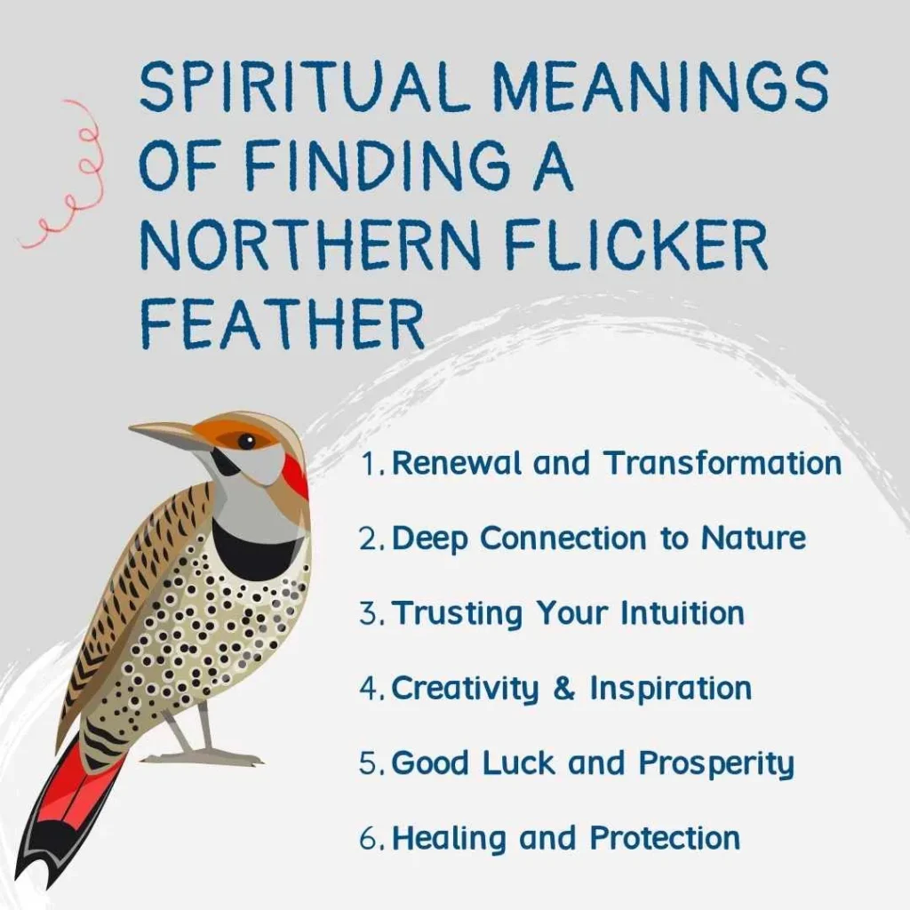 spiritual-meanings-of-northern-flicker-feather