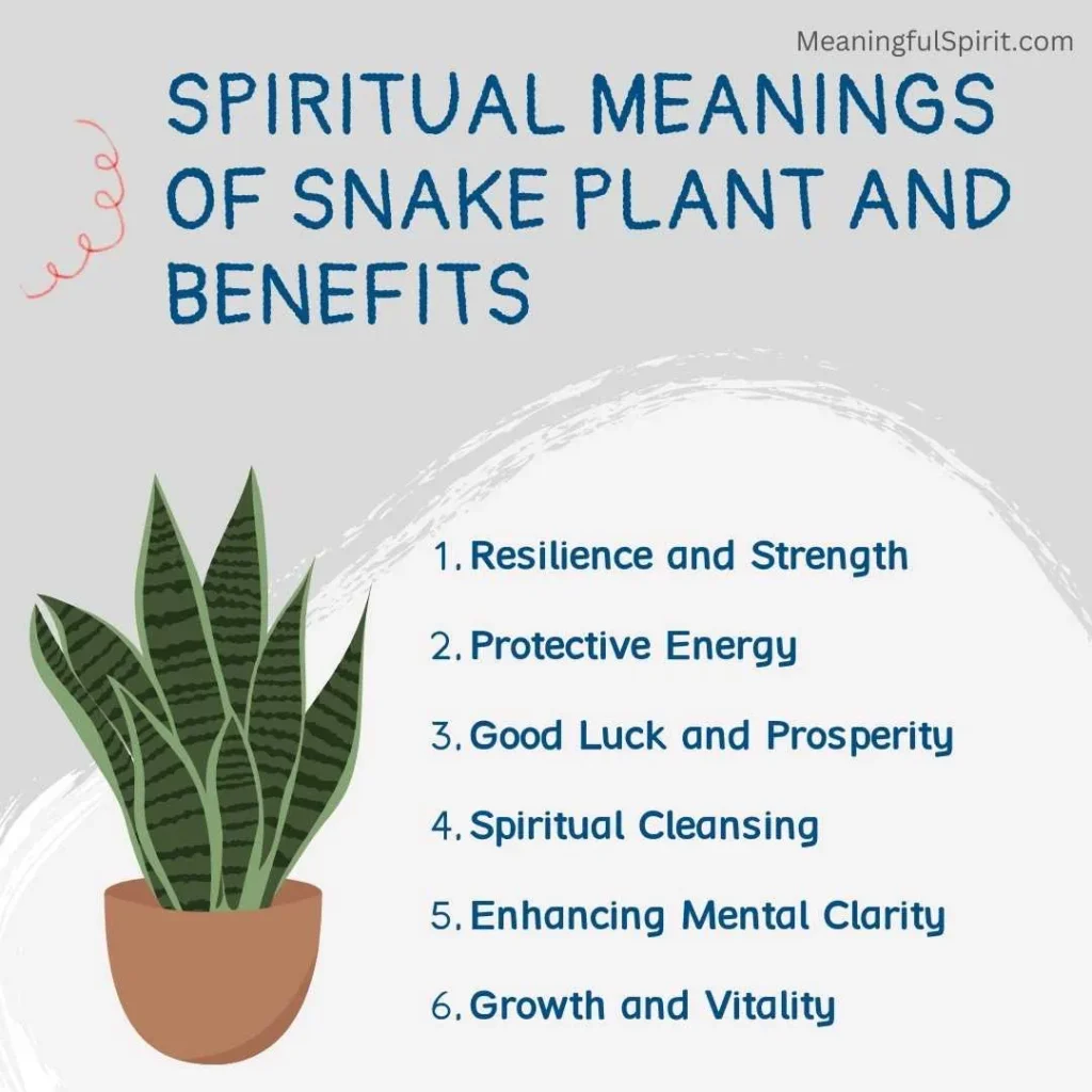 spiritual-meanings-of-snake-plant-and-benefits