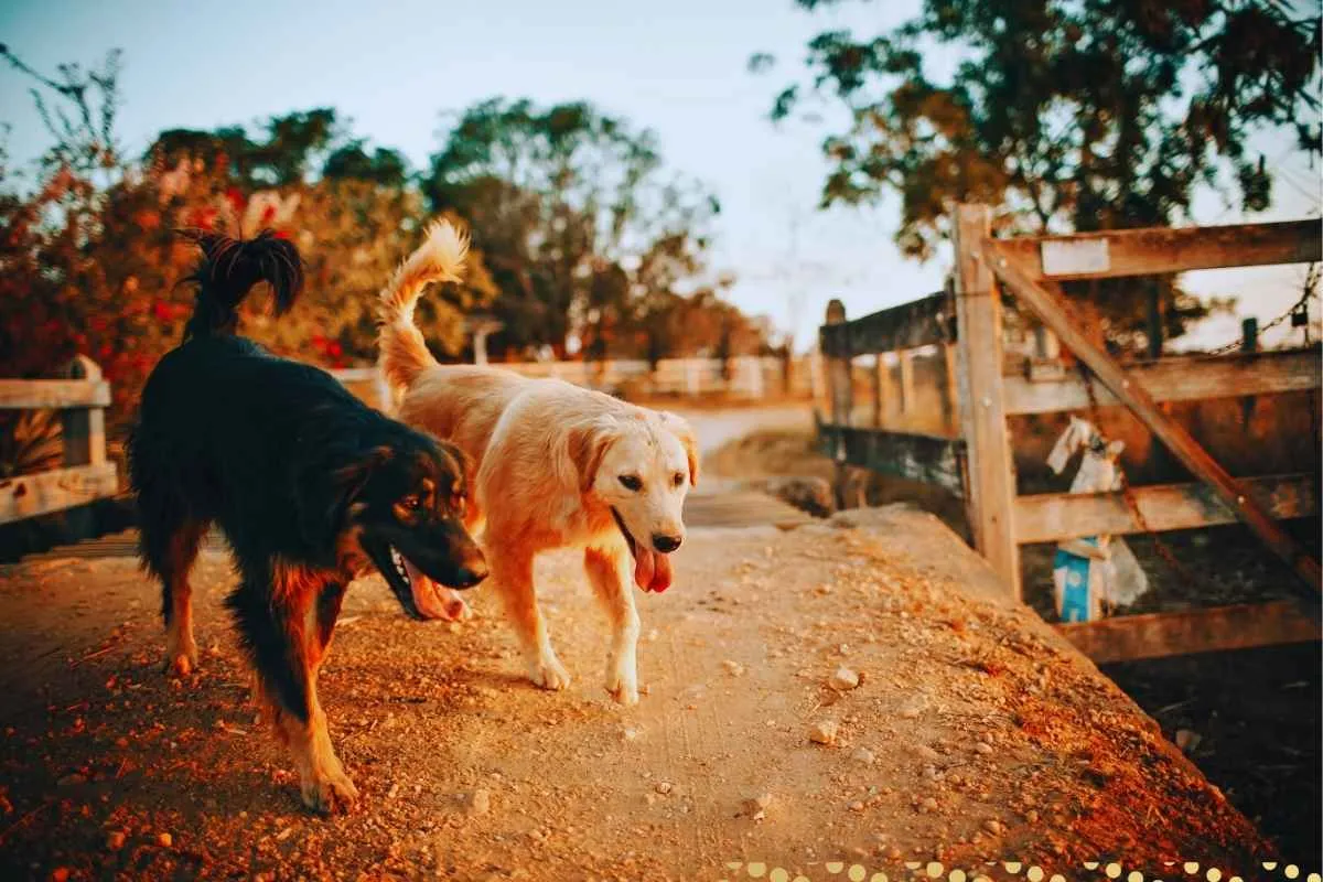 what-is-the-spiritual-meaning-of-a-dog-crossing-your-path