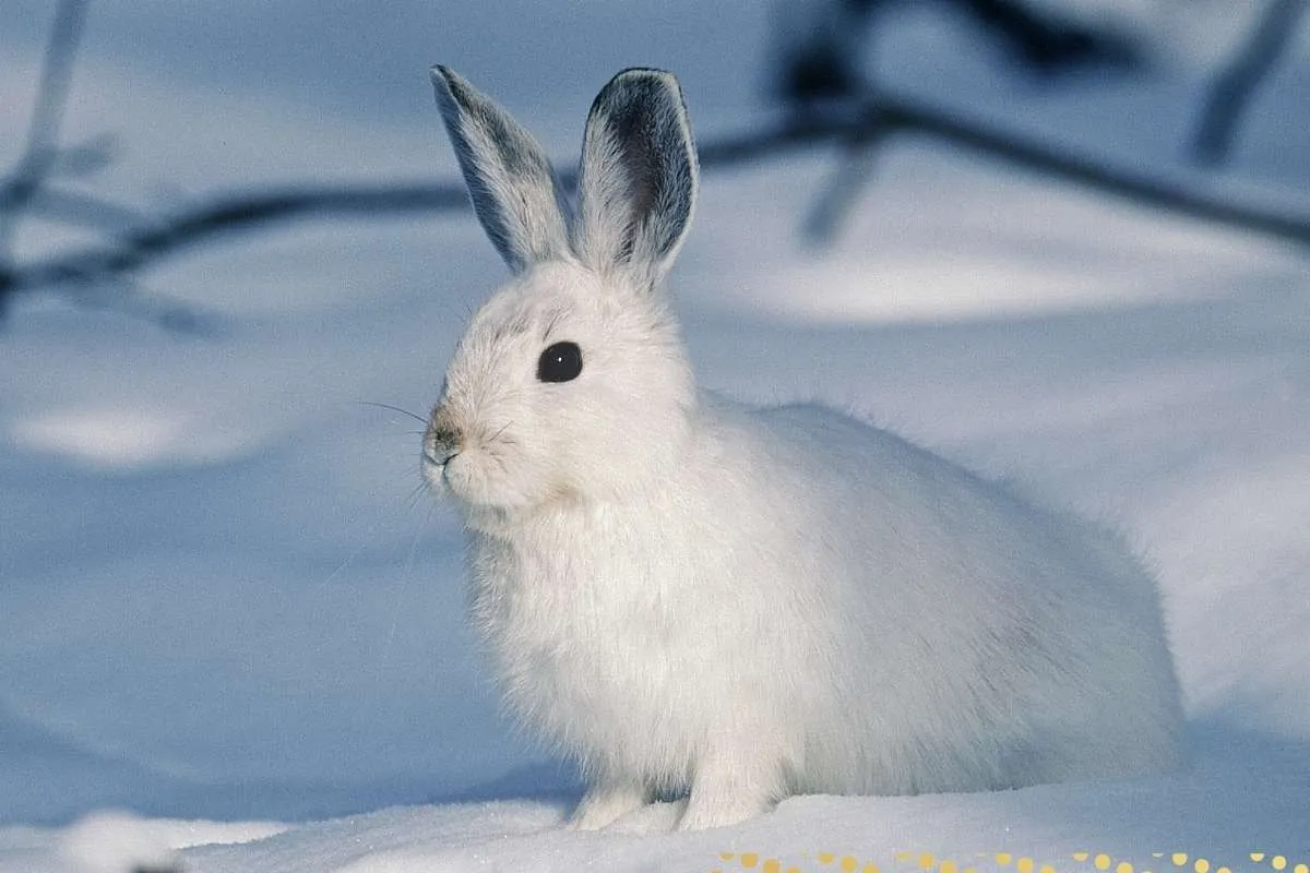 what-is-the-spiritual-meaning-of-a-rabbit-crossing-your-path