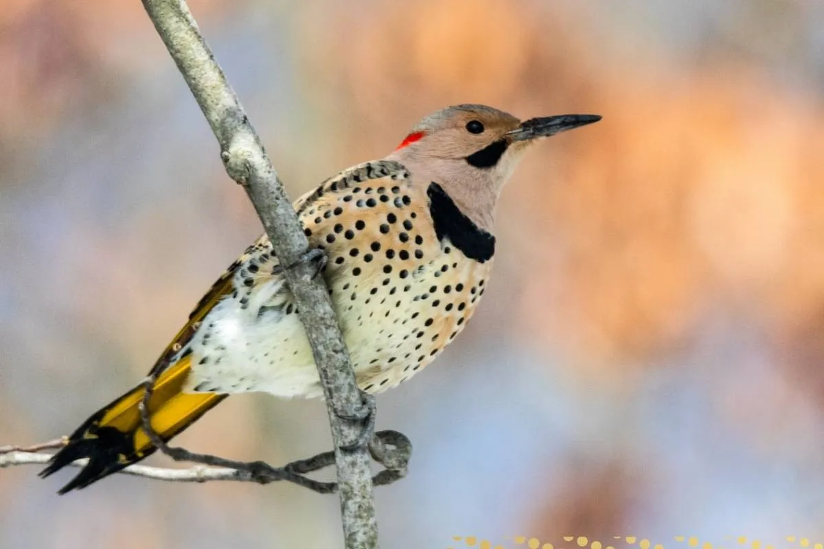what-is-the-spiritual-meaning-of-finding-a-northern-flicker-feather