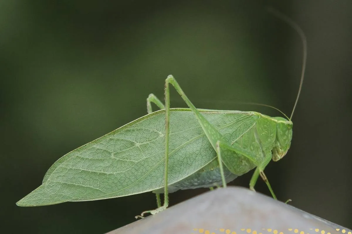 what-is-the-spiritual-meaning-of-katydid-and-symbolism