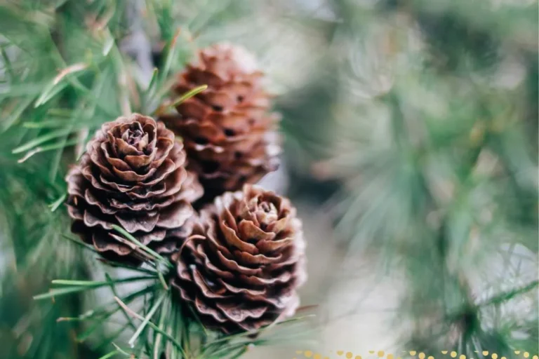 what-is-the-spiritual-meaning-of-pine-cone-and-tree