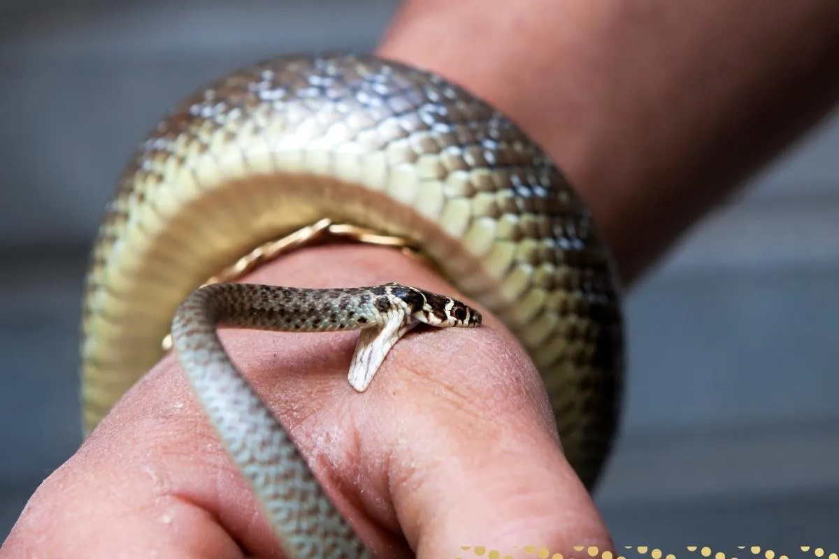 what-is-the-spiritual-meaning-of-snake-bite-in-a-dream