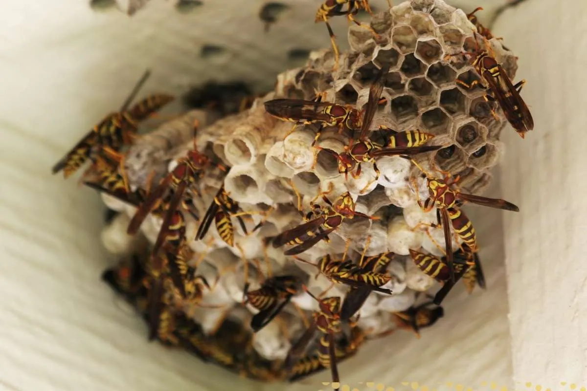 what-is-the-spiritual-meaning-of-wasp-in-the-house