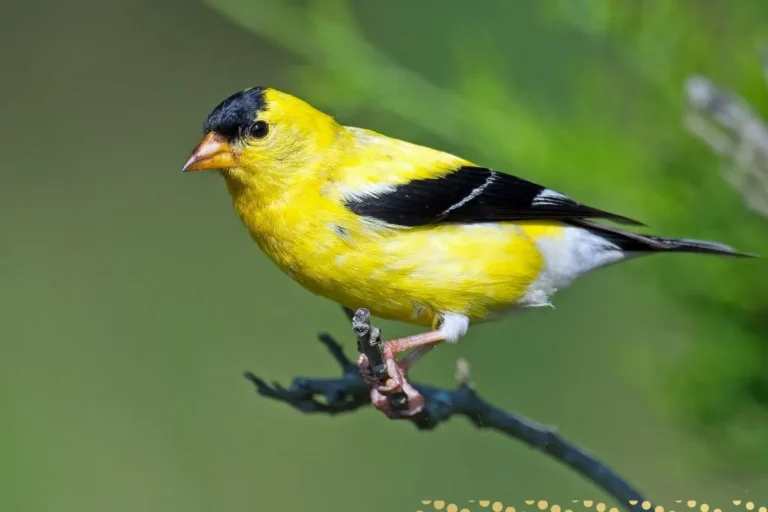 what-is-the-spiritual-meaning-of-yellow-bird