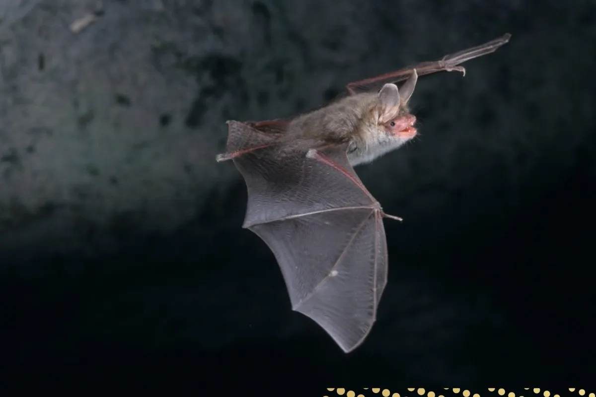 what-is-the-spiritual-meaning-of-a-bat