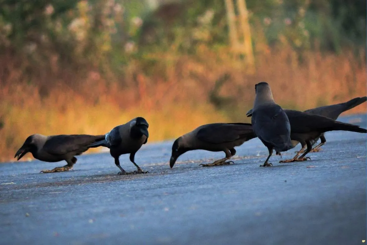 what-is-the-spiritual-meaning-of-crows-in-number