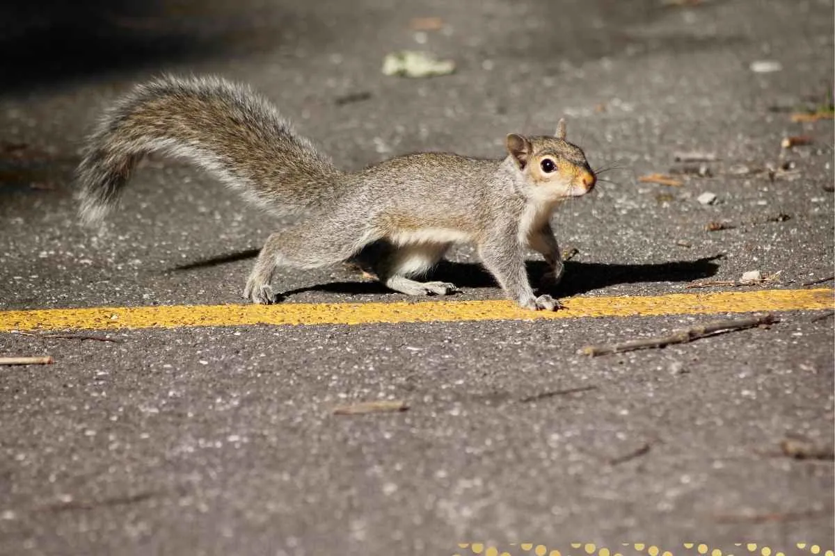what-is-the-spiritual-meaning-of-seeing-a-squirrel-crossing-your-path