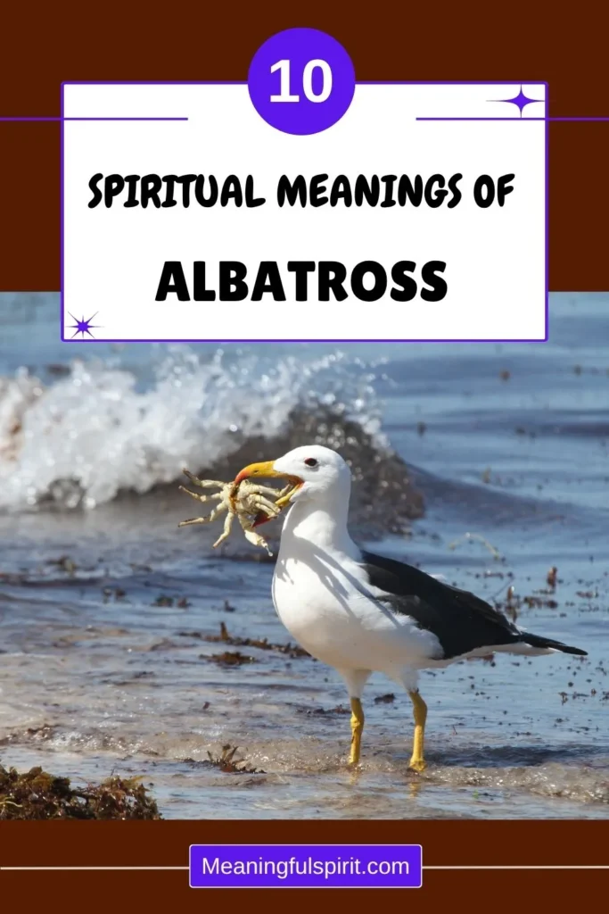 albatross-spiritual-meaning-symbolism-totem