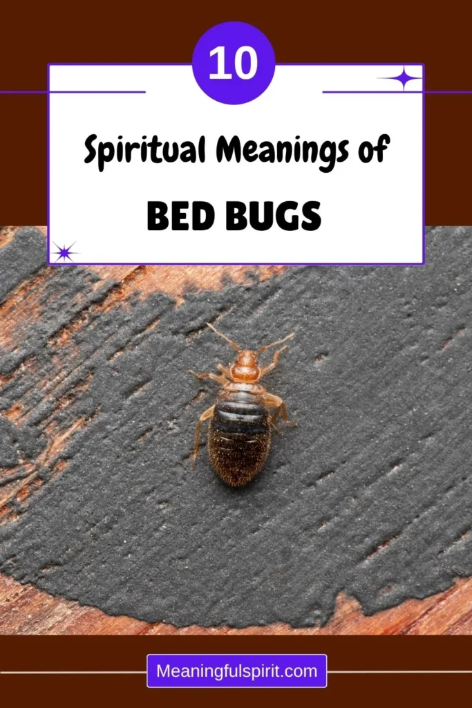 bed-bugs-spiritual-meaning-symbolism