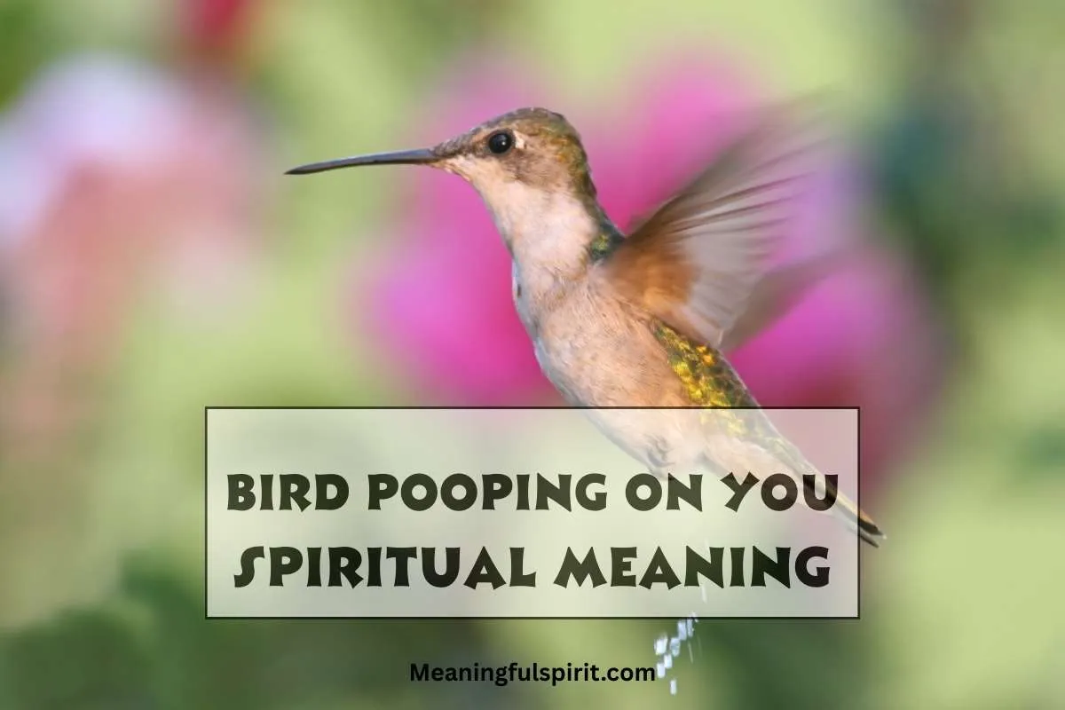 bird-pooping-on-you-spiritual-meaning