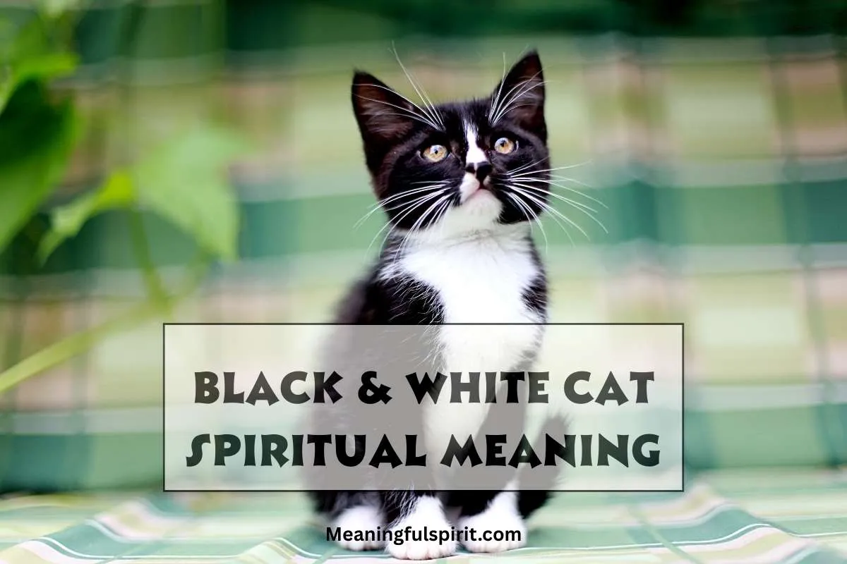 black-and-white-cat-spiritual-meaning