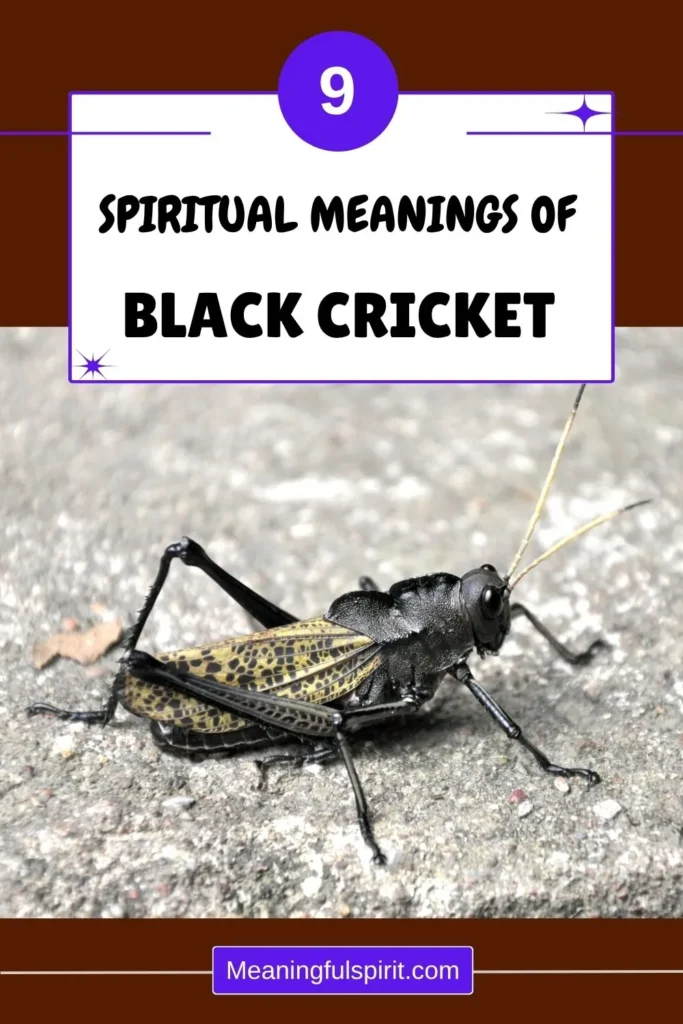 black-cricket-spiritual-symbolism