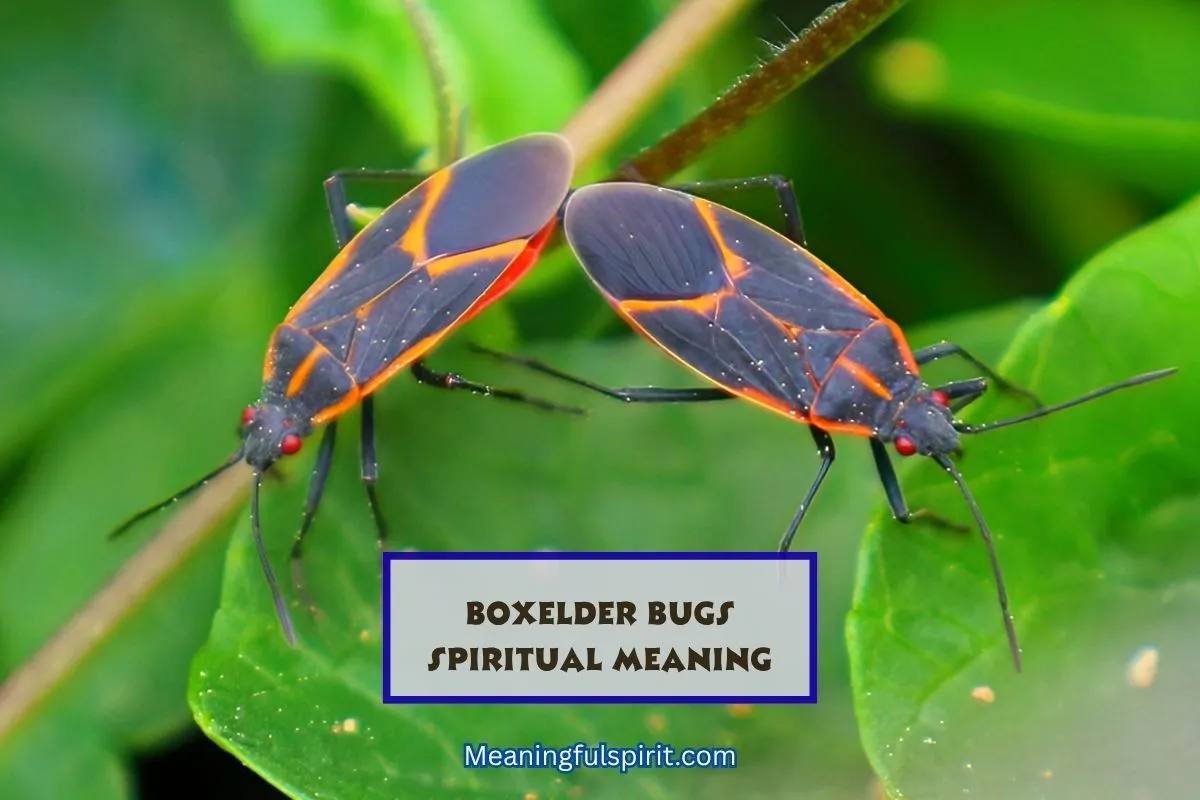 boxelder-bugs-spiritual-meaning-symbolism-totem