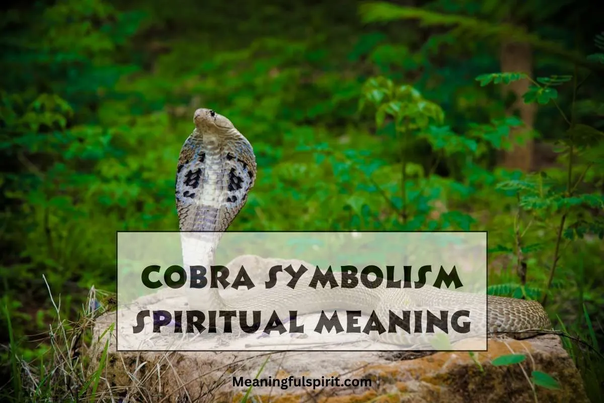 cobra-spiritual-meaning-symbolism-significance