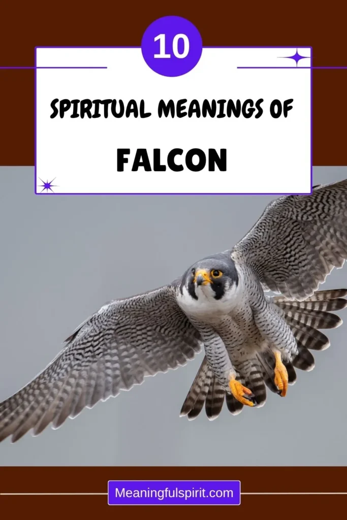 falcon-spiritual-meaning-symbolism