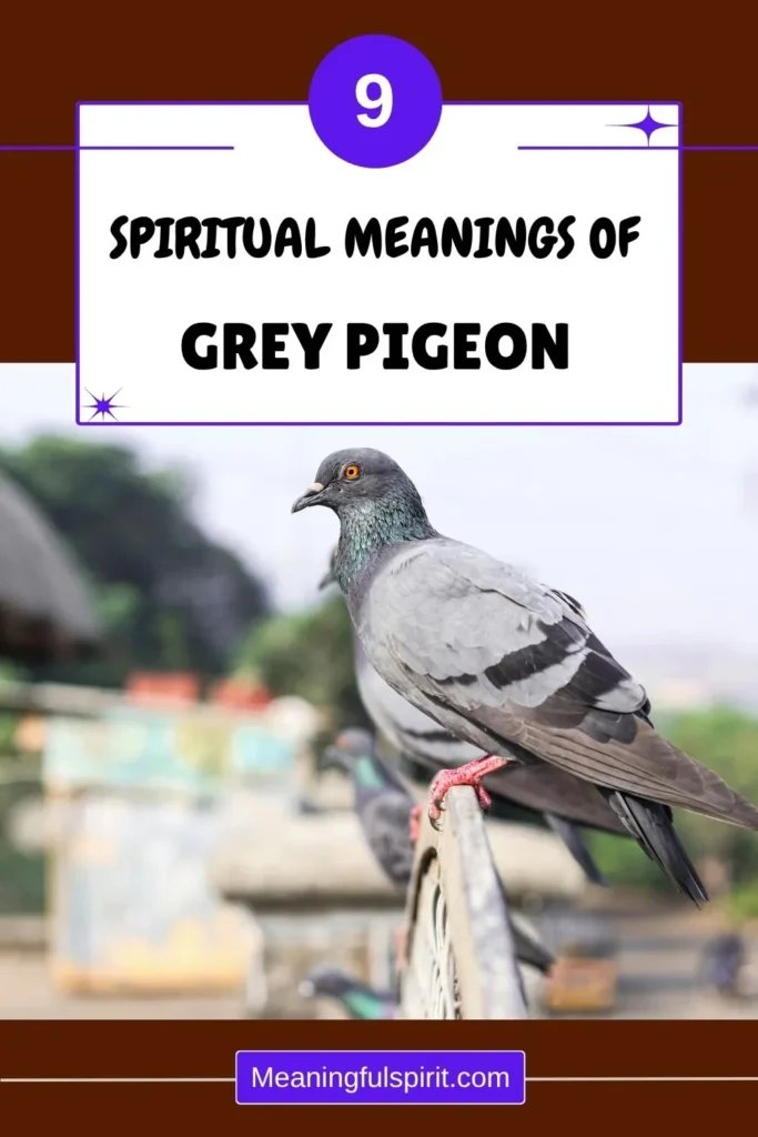 grey-pigeon-meaning-symbolism