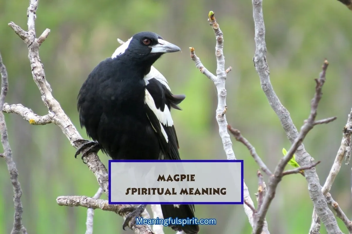 magpie-spiritual-meaning-totem