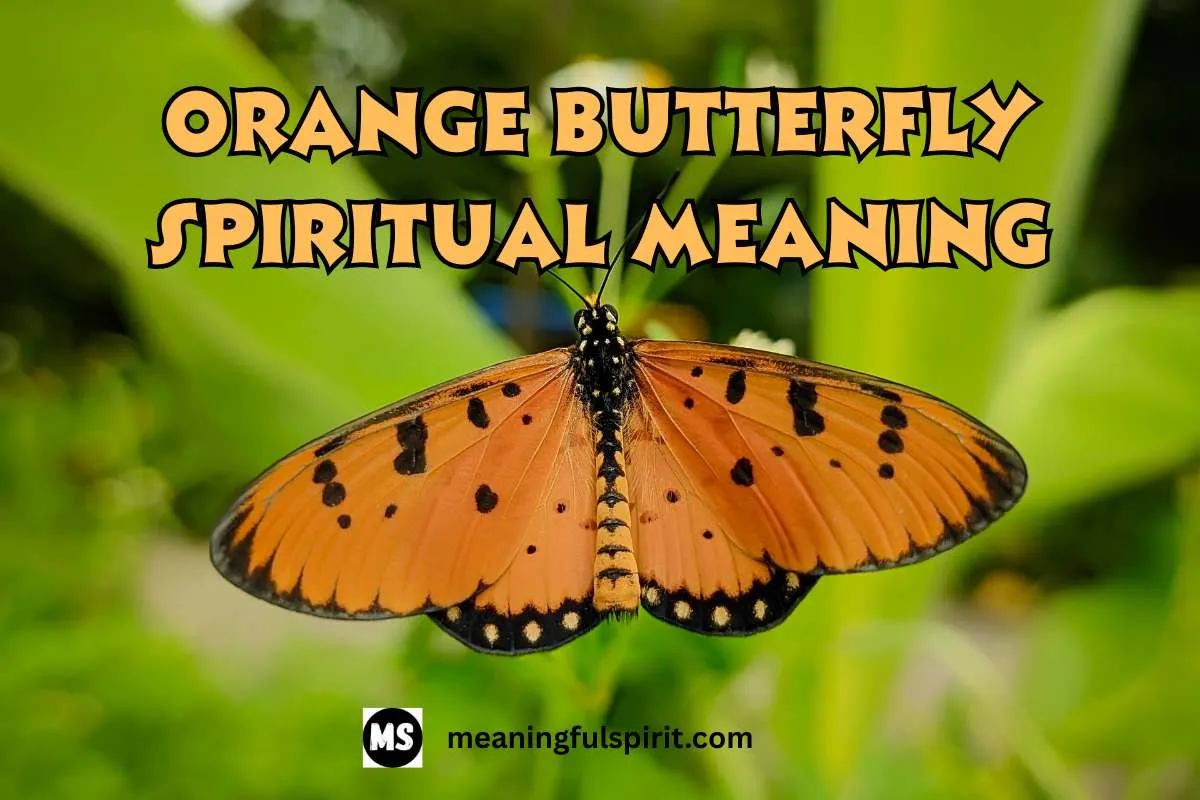 orange-butterfly-spiritual-meaning