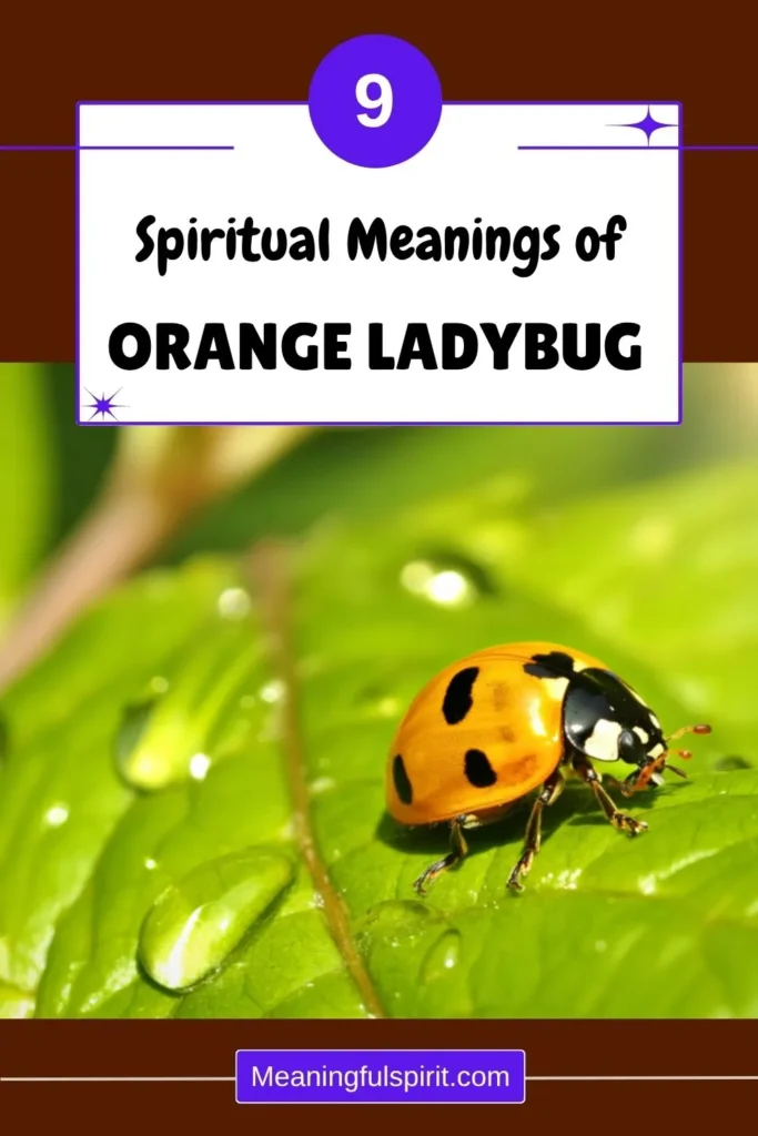 orange-ladybug-spiritual-meaning-symbolism