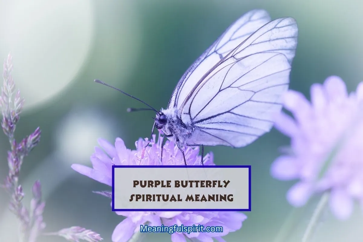 purple-butterfly-spiritual-meaning-symbolism-significance