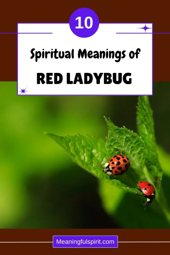 red-ladybug-spiritual-meaning-symbolism