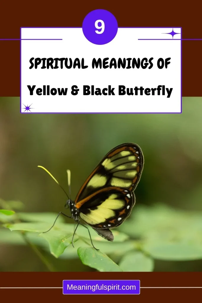 seeing-yellow-and-black-butterfly-spiritual-meaning-symbolism