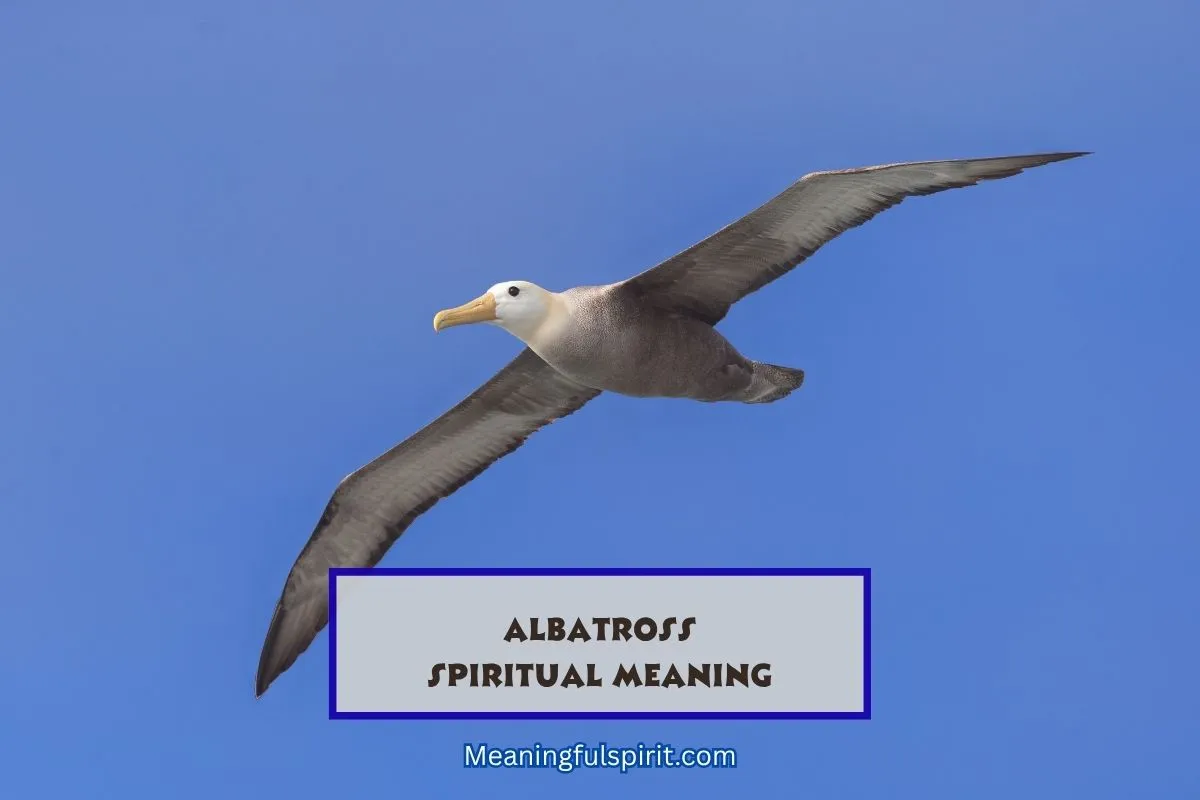spiritual-meaning-of-albatross