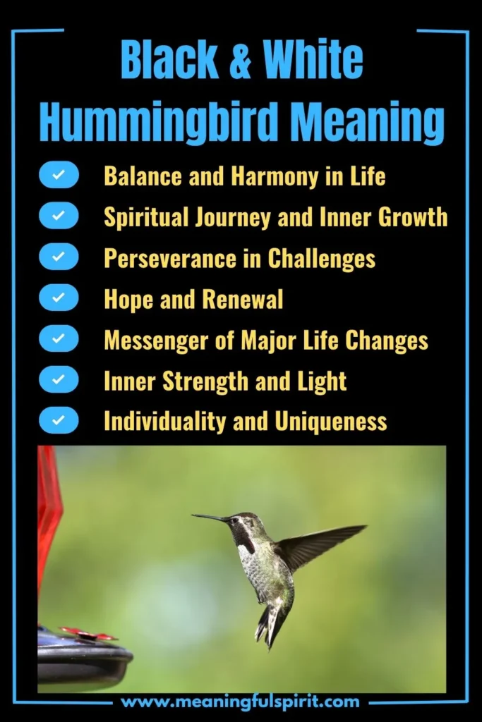 spiritual-meaning-of-black-and-white-hummingbird