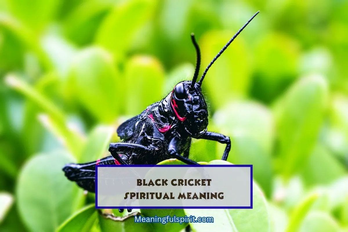 spiritual-meaning-of-black-cricket