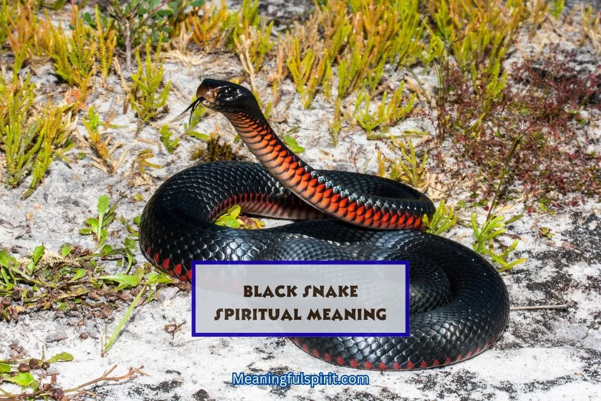 spiritual-meaning-of-black-snake