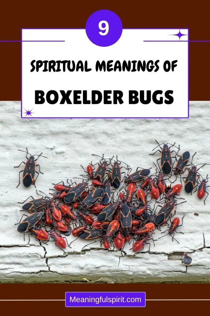 spiritual-meaning-of-boxelder-bugs