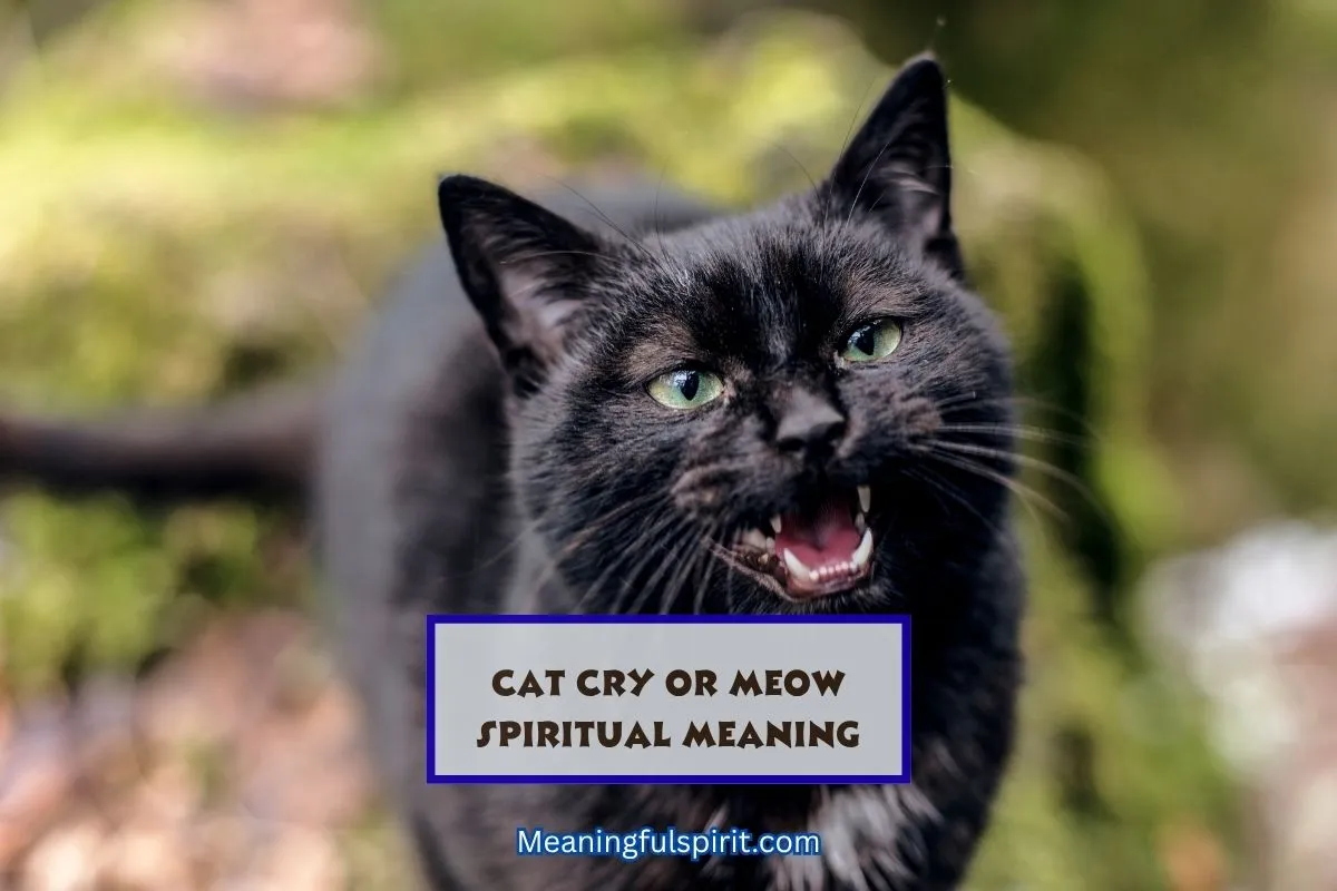 spiritual-meaning-of-cat-meow-or-cry