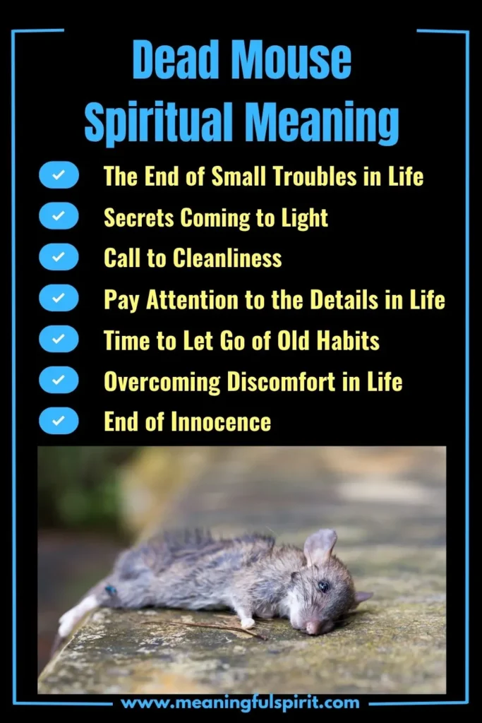 spiritual-meaning-of-dead-mouse-in-the-house
