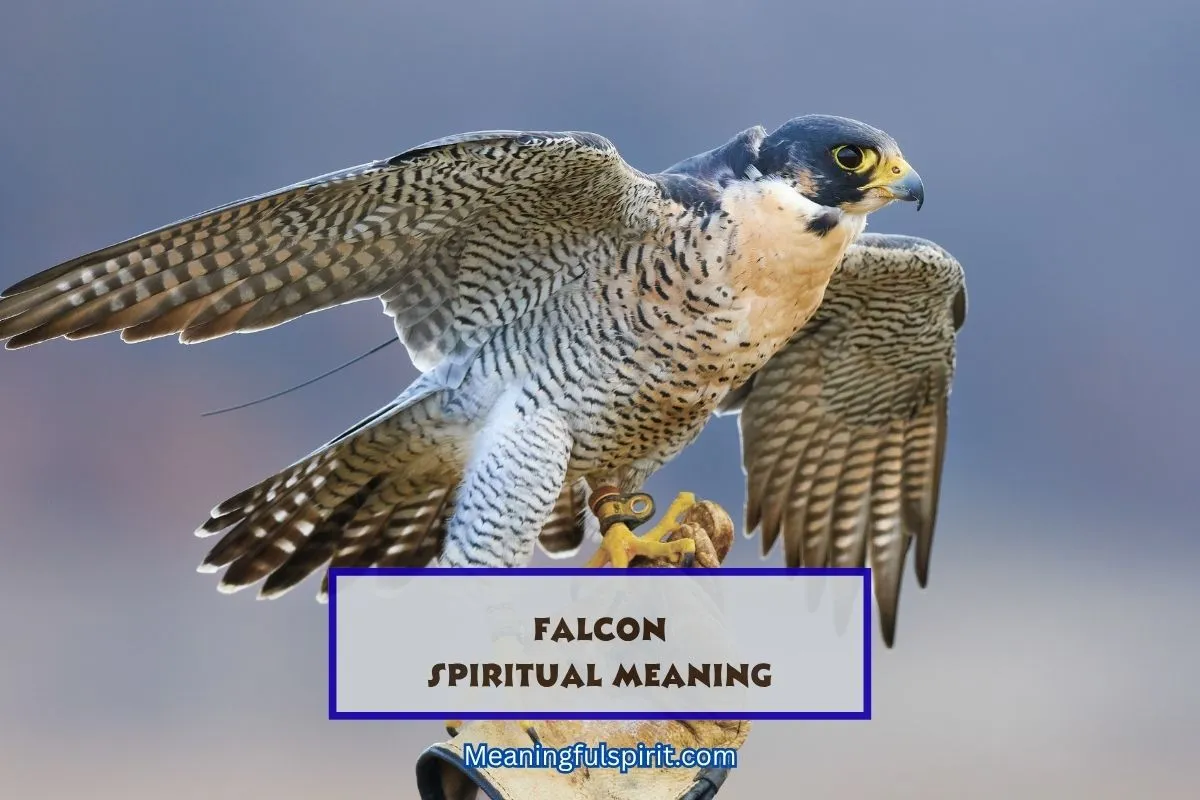 spiritual-meaning-of-falcon-and-symbolism-totem