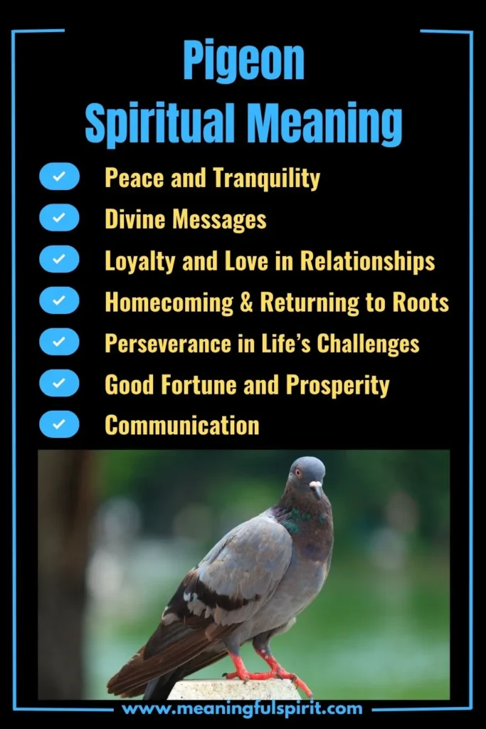 spiritual-meaning-of-pigeon-and-its-symbolism