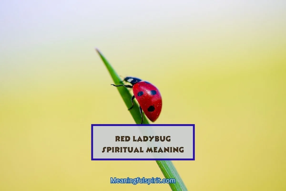 spiritual-meaning-of-red-ladybug