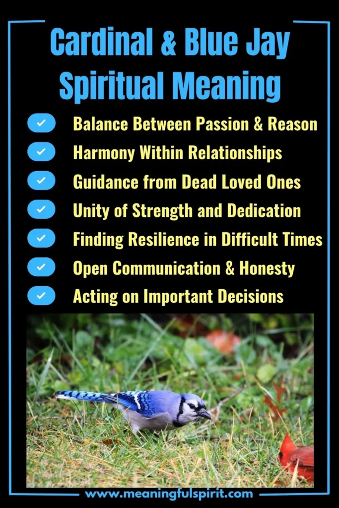 spiritual-meaning-of-seeing-a-cardinal-and-blue-jay-together