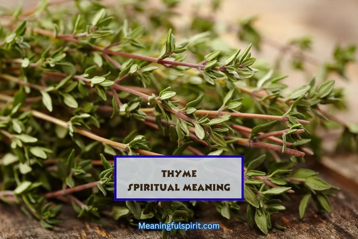 spiritual-meaning-of-thyme