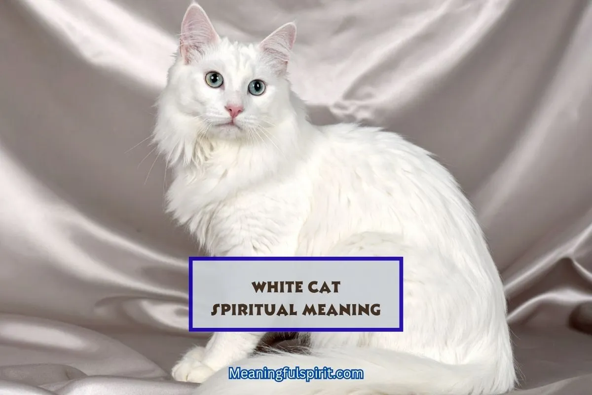 spiritual-meaning-of-white-cat