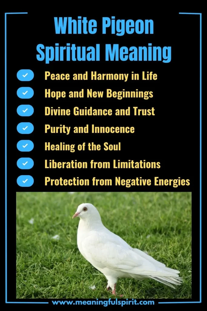 spiritual-meaning-of-white-pigeon