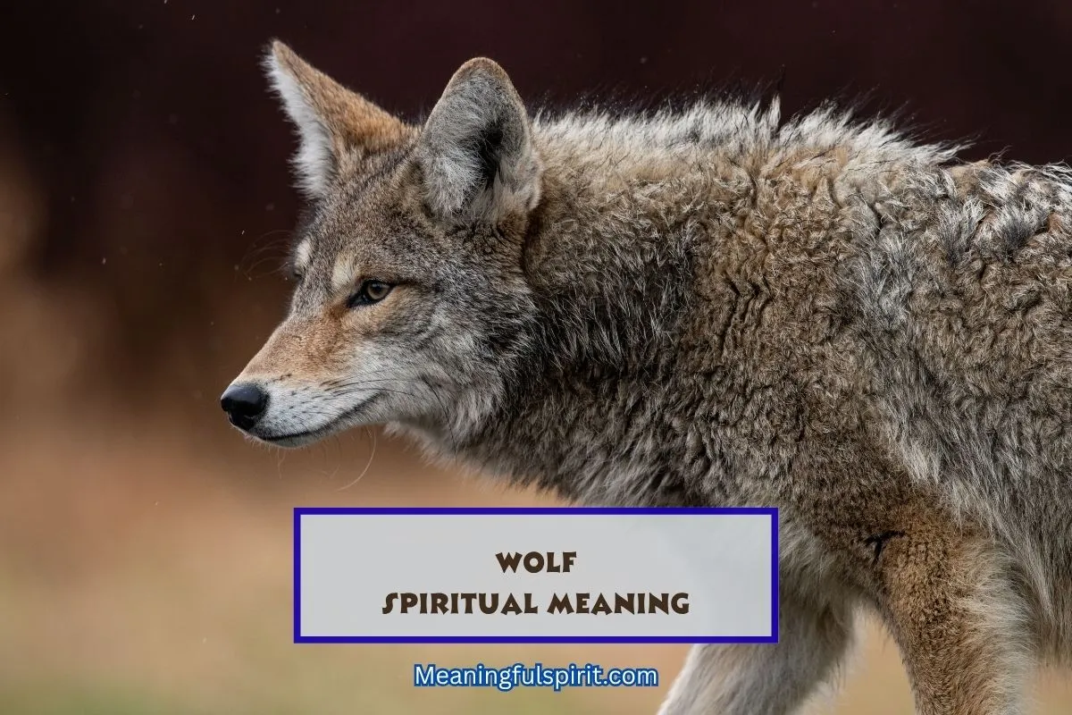 spiritual-meaning-of-wolf