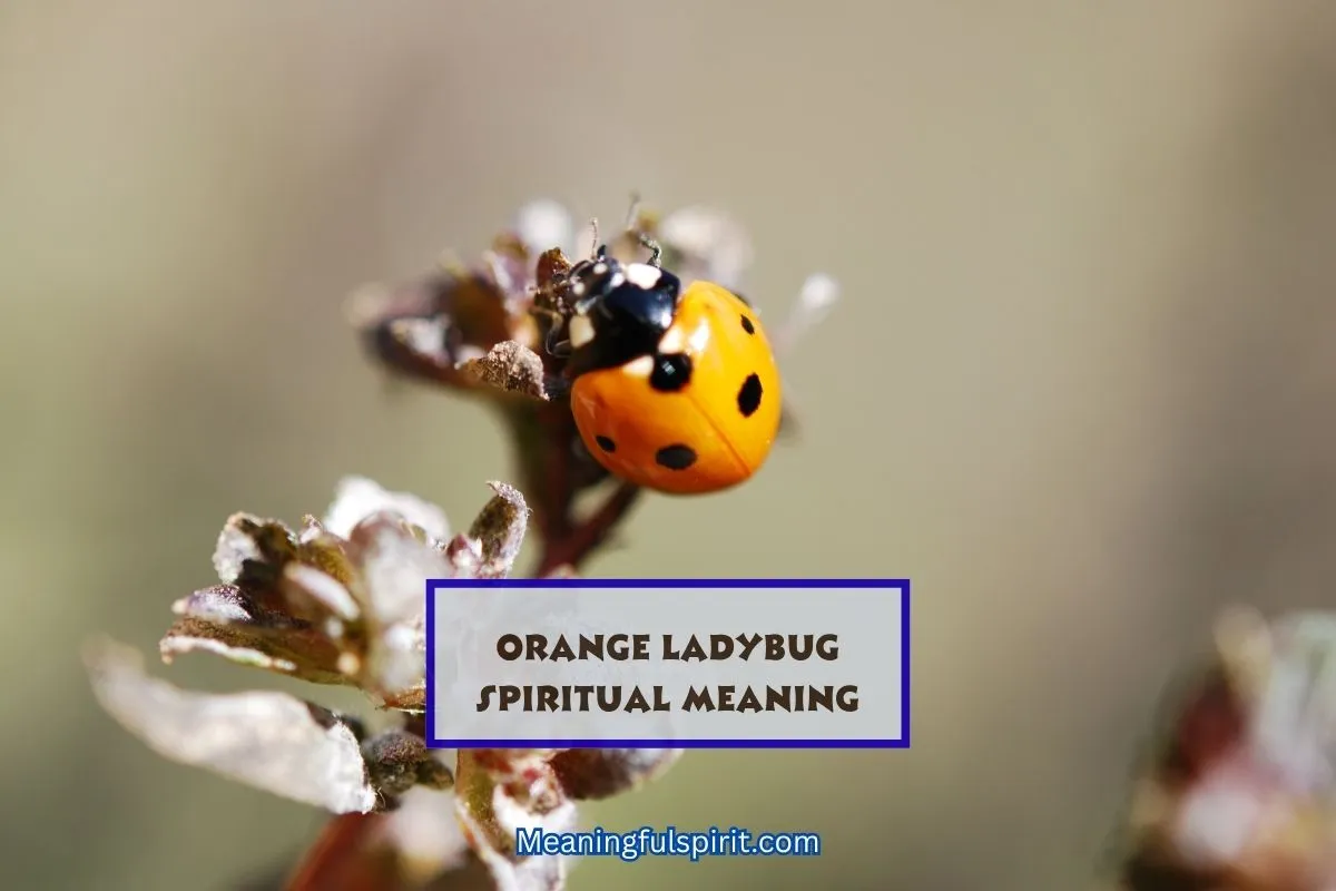 spiritual-meaning-orange-ladybug