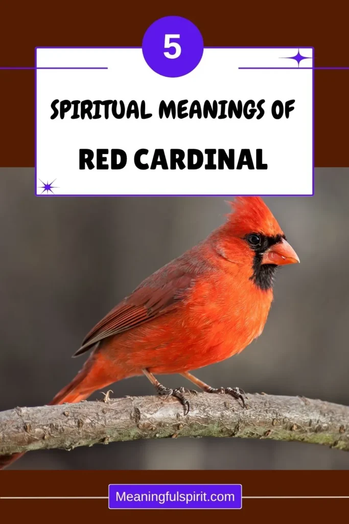 spiritual-meaning-when-god-sends-cardinal