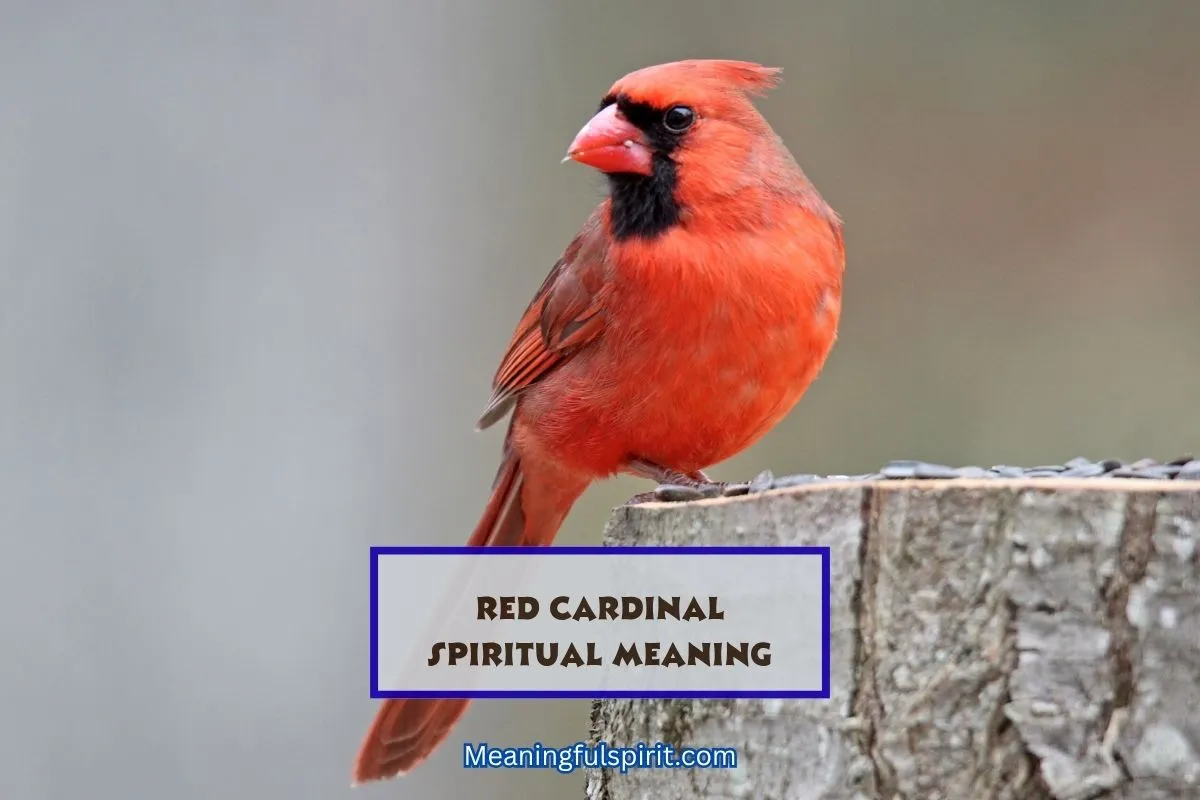 spiritual-meaning-when-god-sends-red-cardinal