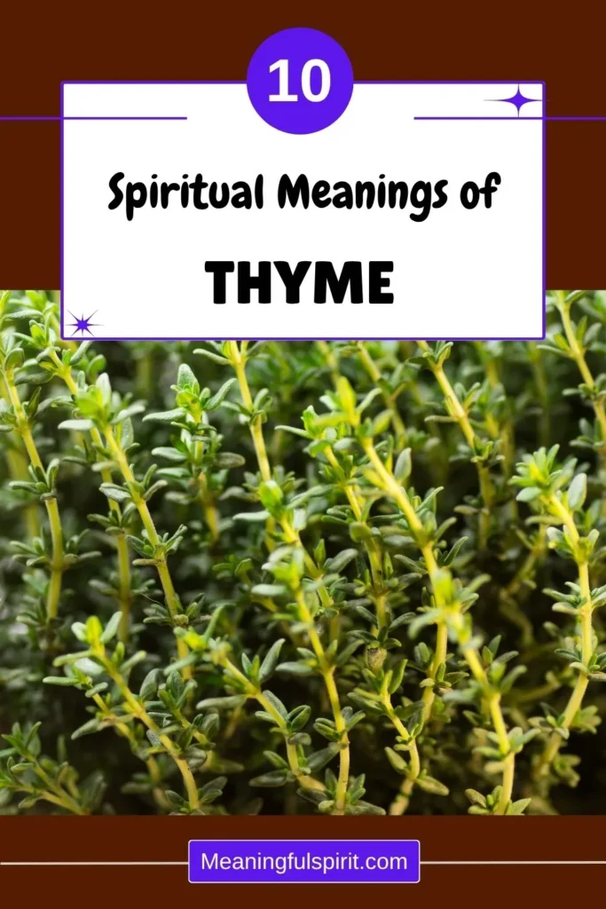 thyme-spiritual-meaning-benefits