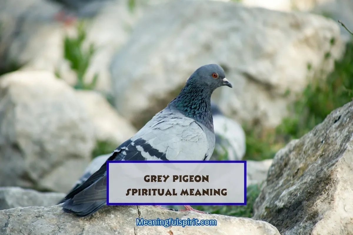 what-does-a-grey-pigeon-symbolize-spiritually