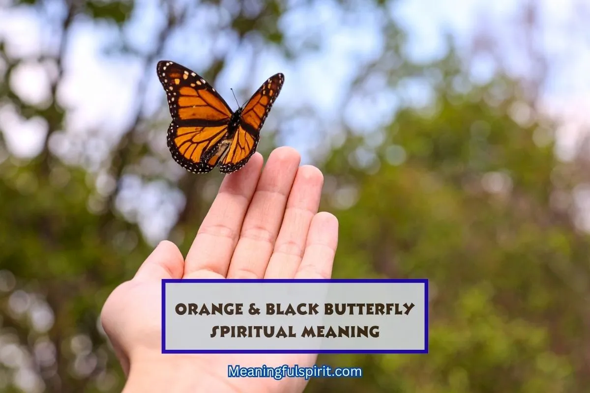 what-does-it-mean-to-see-orange-and-black-butterfly-spiritually