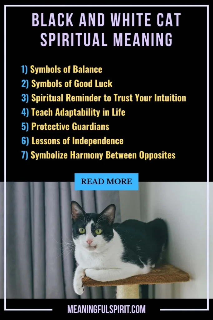 what-does-the-black-and-white-cat-represent-spiritually